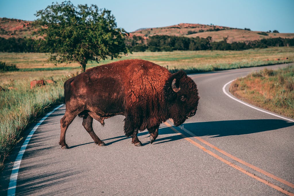 Brown Bison Crossing an Asphalt Road