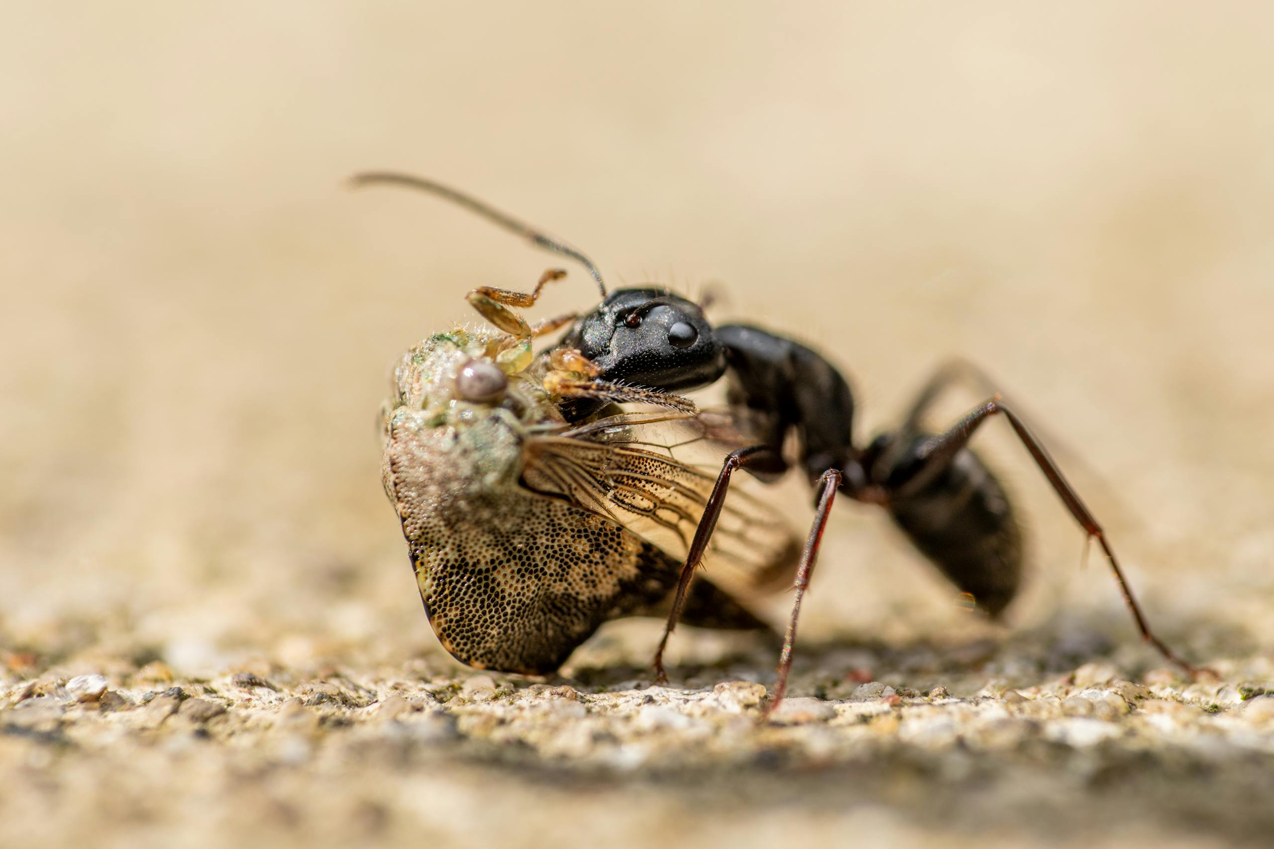 Camponotus japonicus ant feeding on ground