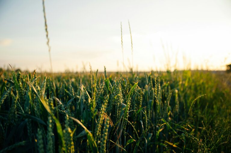 The Enemies of Food Freedom