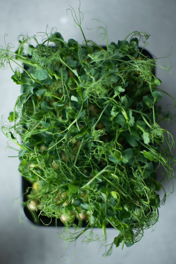 Green Vegetable on Black Plastic Container