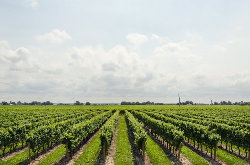 Green Tree Field