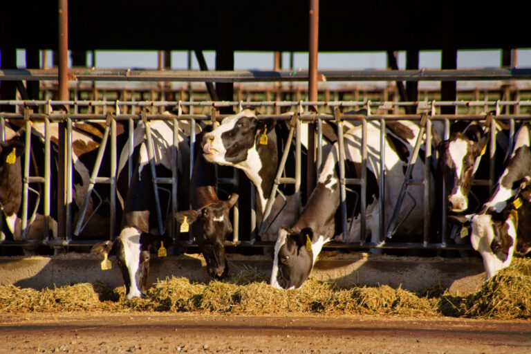 How Eating Seaweed Can Help Cows to Belch Less Methane