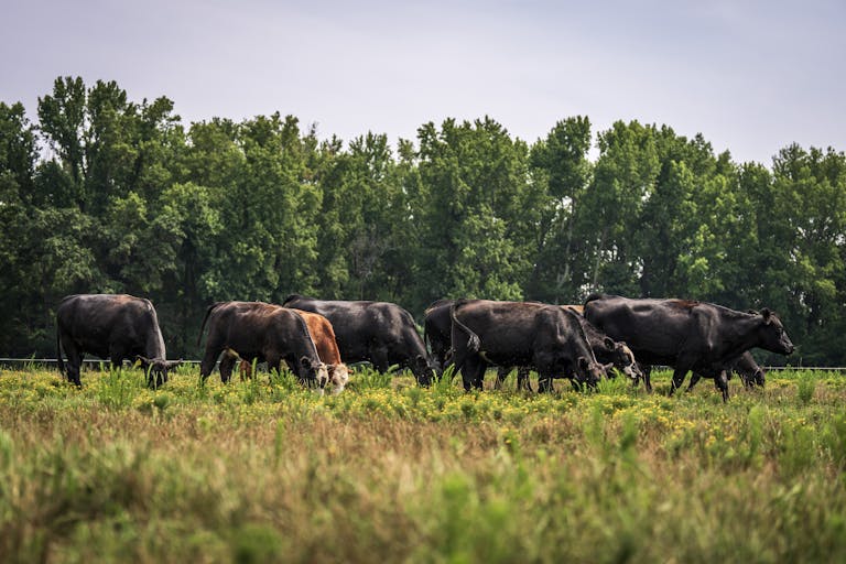 A herd of cows walking through a field