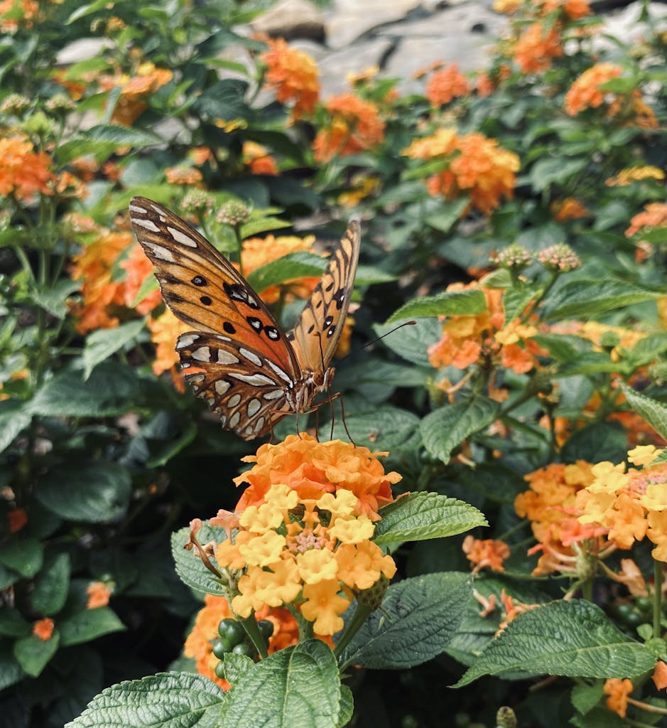 Butterfly on Orange Flower