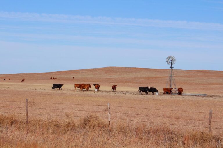 Nebraska Weighs in on Cattle Emission Conversation