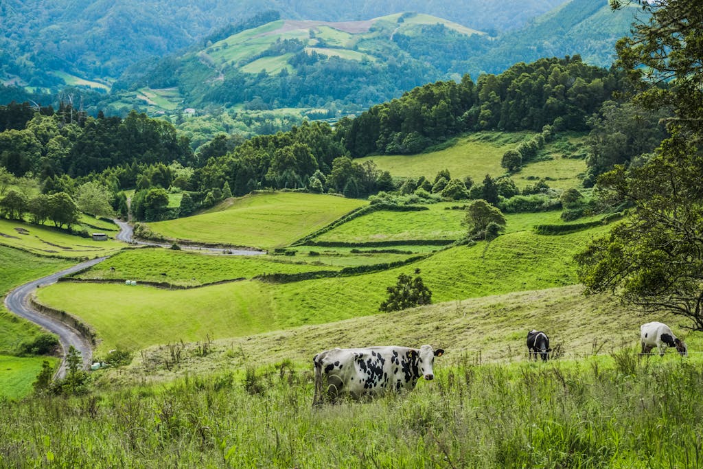 Cows Green Grass Field