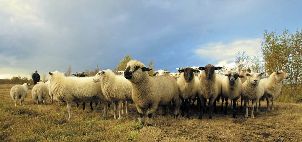 Flock of Sheep in Field Under Blue Sky