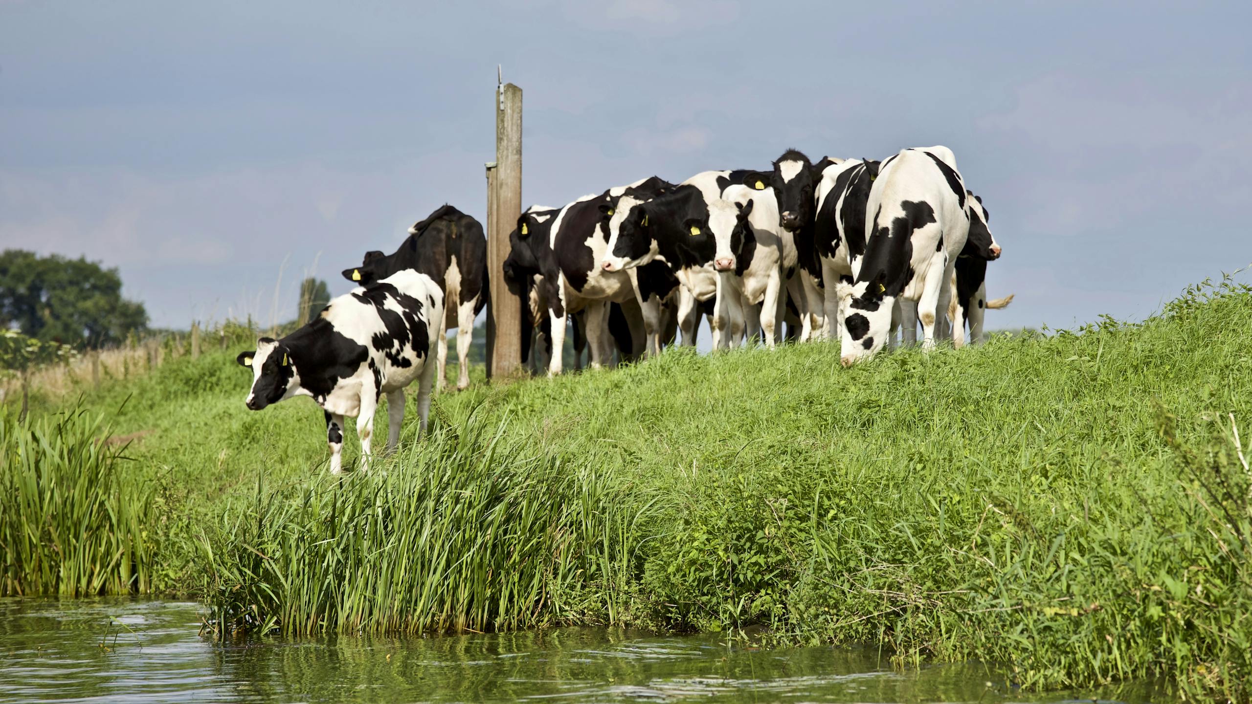 Group of Black-and-white Cows Near River