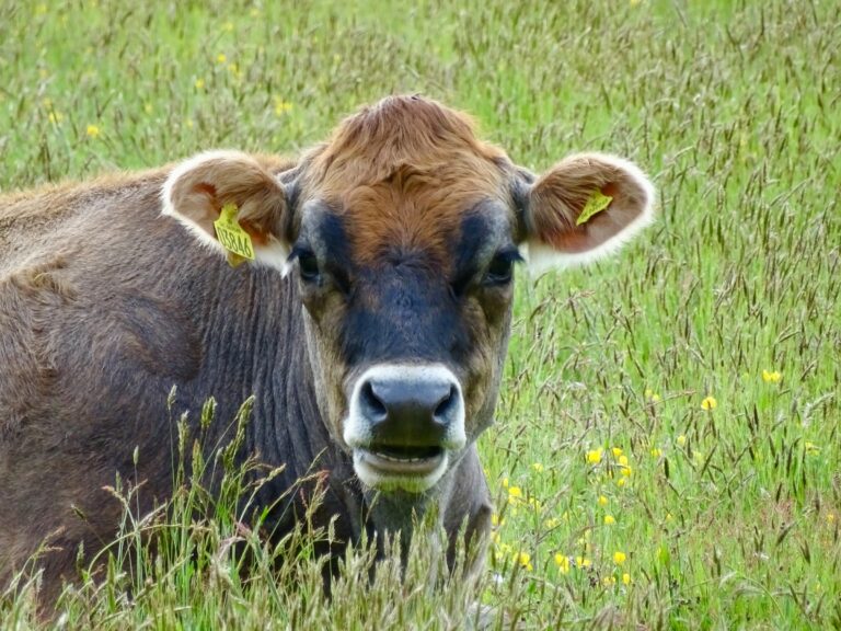 Mandatory Animal ID Programs