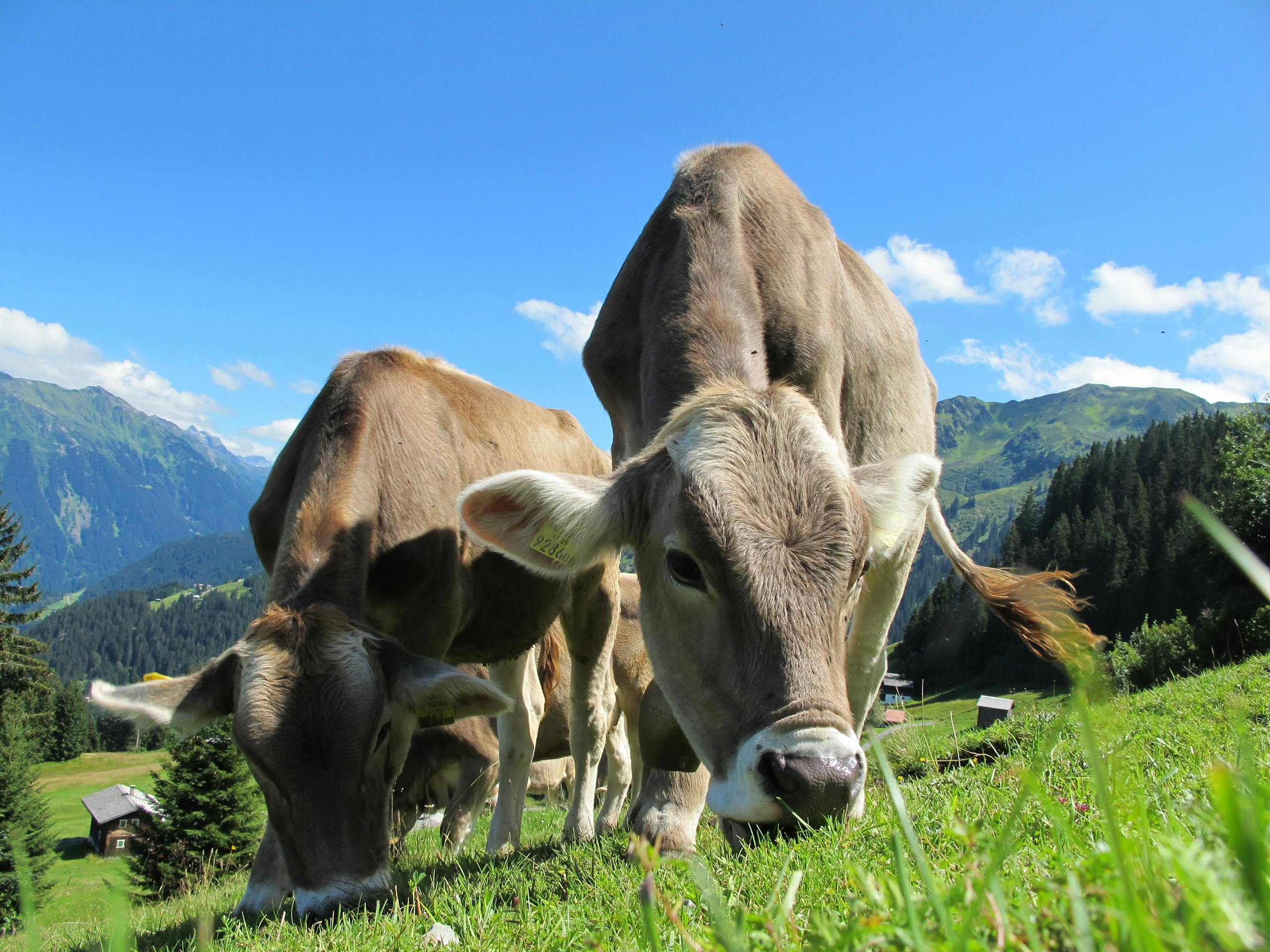 Two Cattle Eating Grass on Field