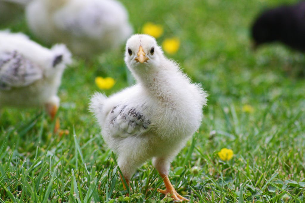 Close-up of a fluffy chick exploring grass, perfect for nature and animal photography