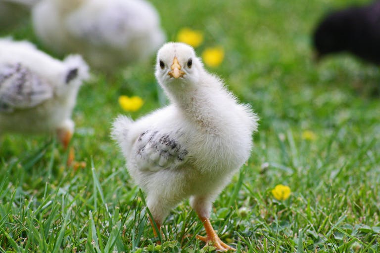 Close-up of a fluffy chick exploring grass, perfect for nature and animal photography