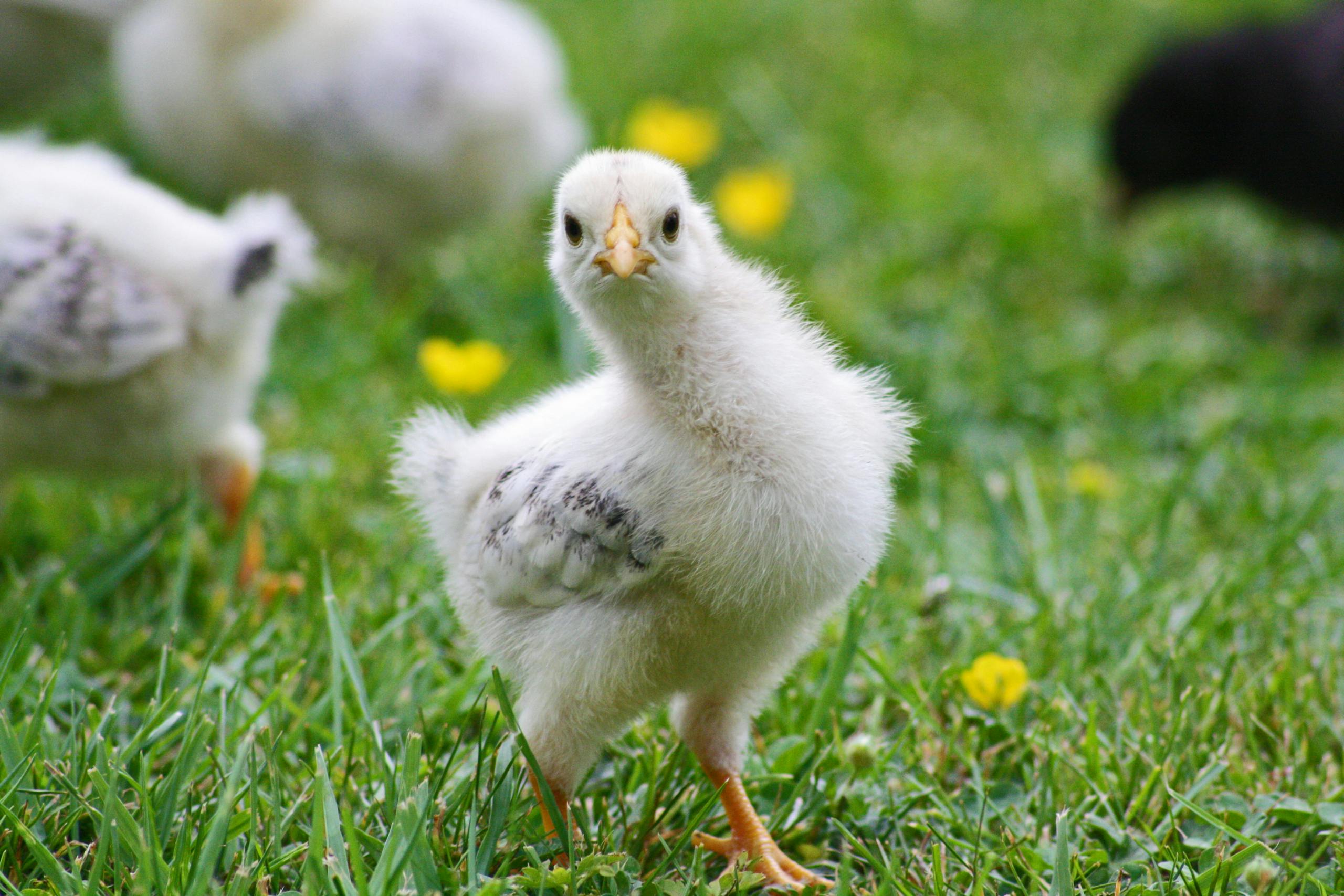 Close-up of a fluffy chick exploring grass, perfect for nature and animal photography